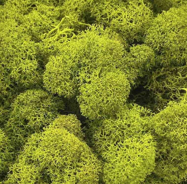 Lichen - Reindeer Moss (Icelandic Moss) Moss Green