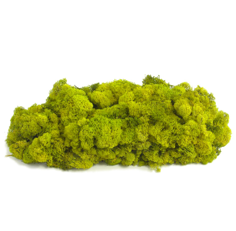 Black Preserved Reindeer Moss - Bulk Preserved Moss for Plant Filler and  Floral Design - NW Wholesaler