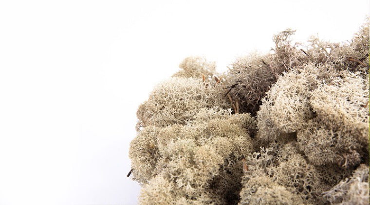 Preserved Moss moss Mix grass lichens reindeer Moss super - Temu