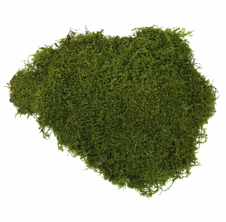 Shop Preserved Flat Moss - Verdissimo USA | Verdissimo USA