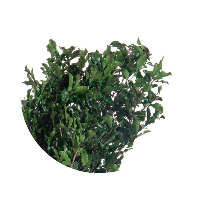 Pitosporum