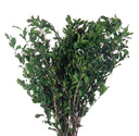 Pitosporum