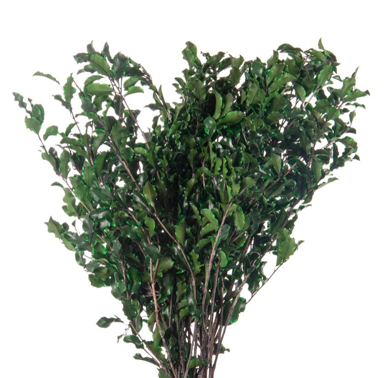 Pitosporum