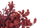 Pitosporum