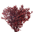 Pitosporum