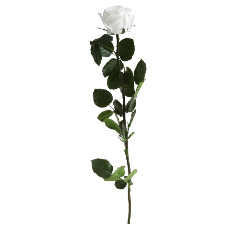 Shop Preserved Roses with Stems - Standard Size Roses - Verdissimo USA