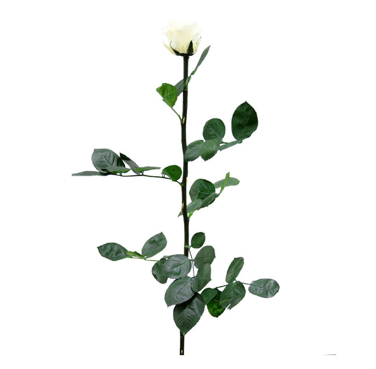 Standard Single Stem Roses