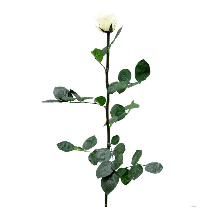 Shop Preserved Roses with Stems - Standard Size Roses - Verdissimo USA ...
