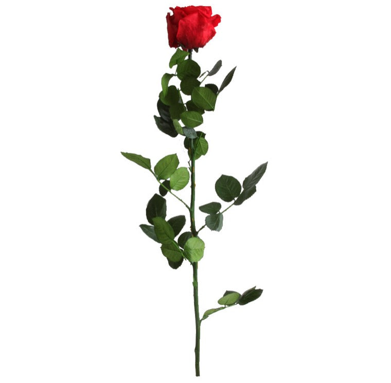 Standard Single Stem Roses