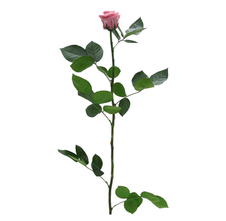 Shop Preserved Roses with Stems - Standard Size Roses - Verdissimo USA