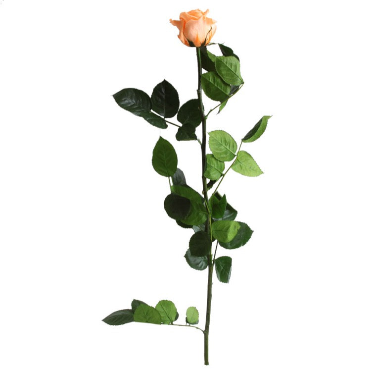 Shop Preserved Roses with Stems - Standard Size Roses - Verdissimo USA ...