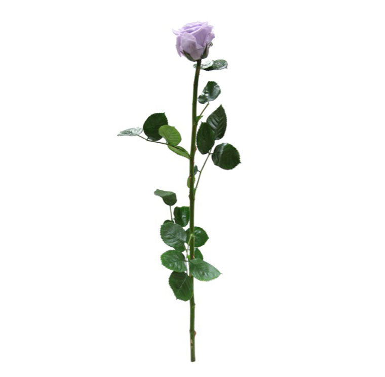 Shop Preserved Roses with Stems - Standard Size Roses - Verdissimo USA ...
