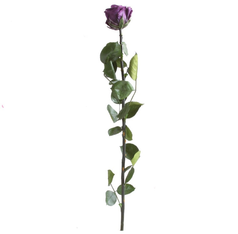 Shop Preserved Roses with Stems - Standard Size Roses - Verdissimo USA ...