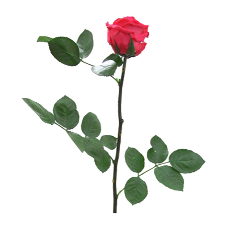 Mini Single Stem Roses