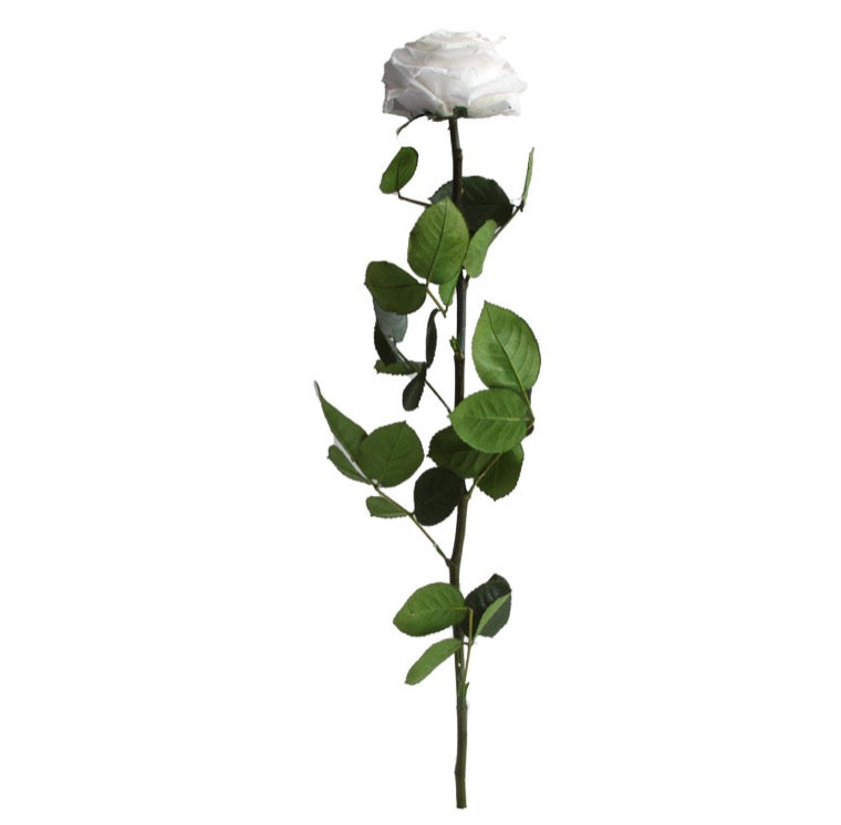 Shop Preserved Roses with Stems - Premium Size Roses