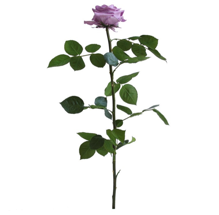 Shop Preserved Roses with Stems - Premium Size Roses - Verdissimo USA