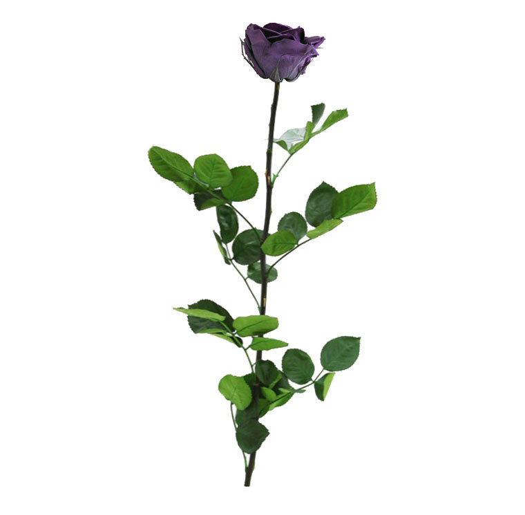 Premium Single Stem Roses