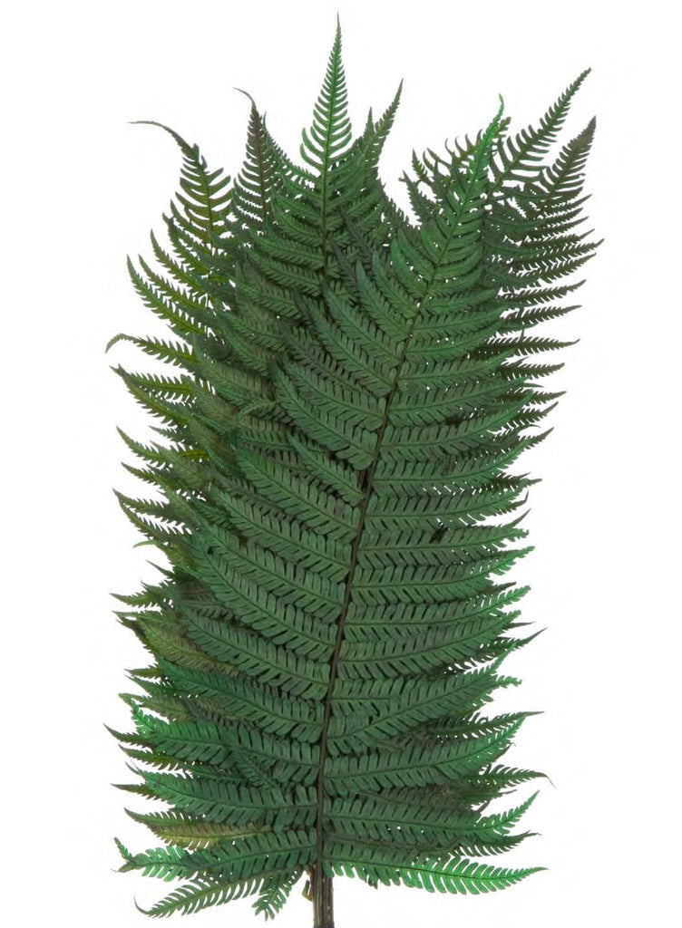 Parchment Fern