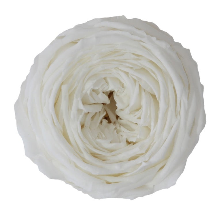 要コメ欄確認rose rose様用（3/20、23:59迄） ps10287_3-