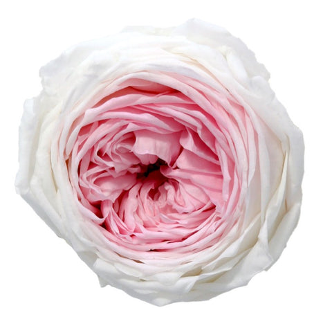 RGAB2040-01-rosa-