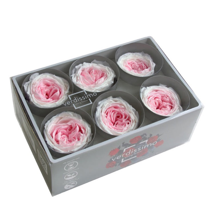 Shop Preserved Garden Roses - Verdissimo USA | Verdissimo USA