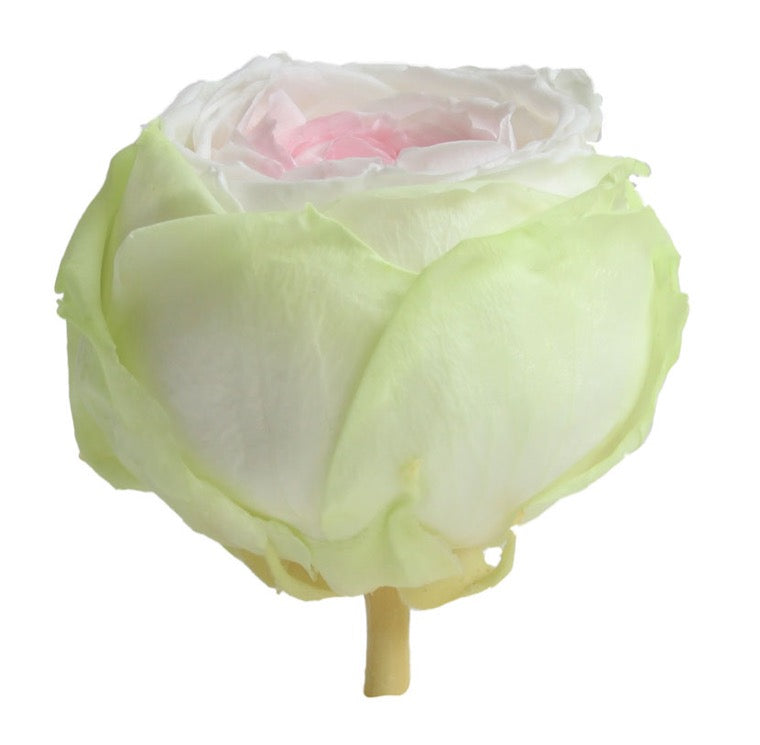 Buy Wholesale Assorted David Austin Garden Roses in Bulk