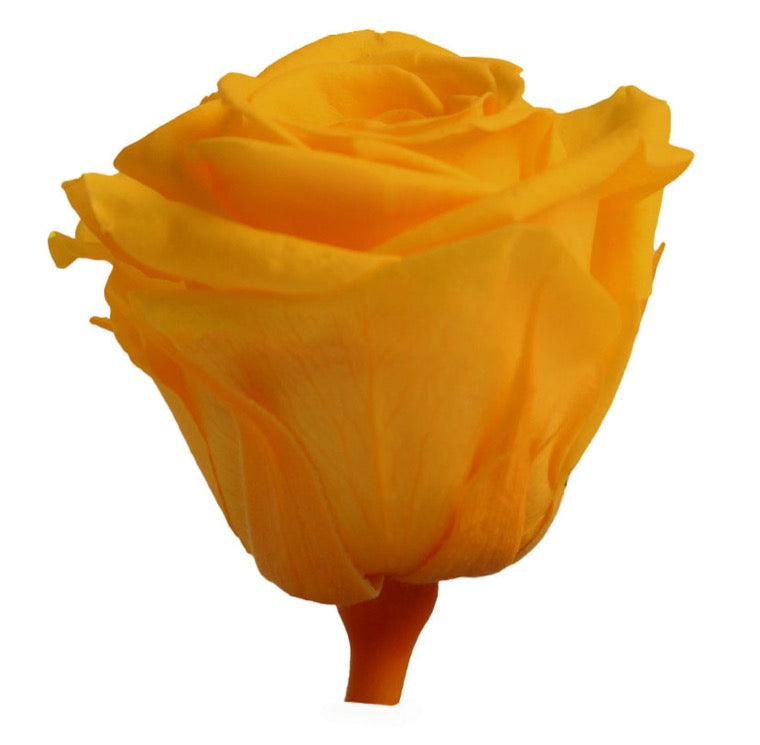 Shop Preserved Roses - Preserved Mini Size Roses - Verdissimo USA ...