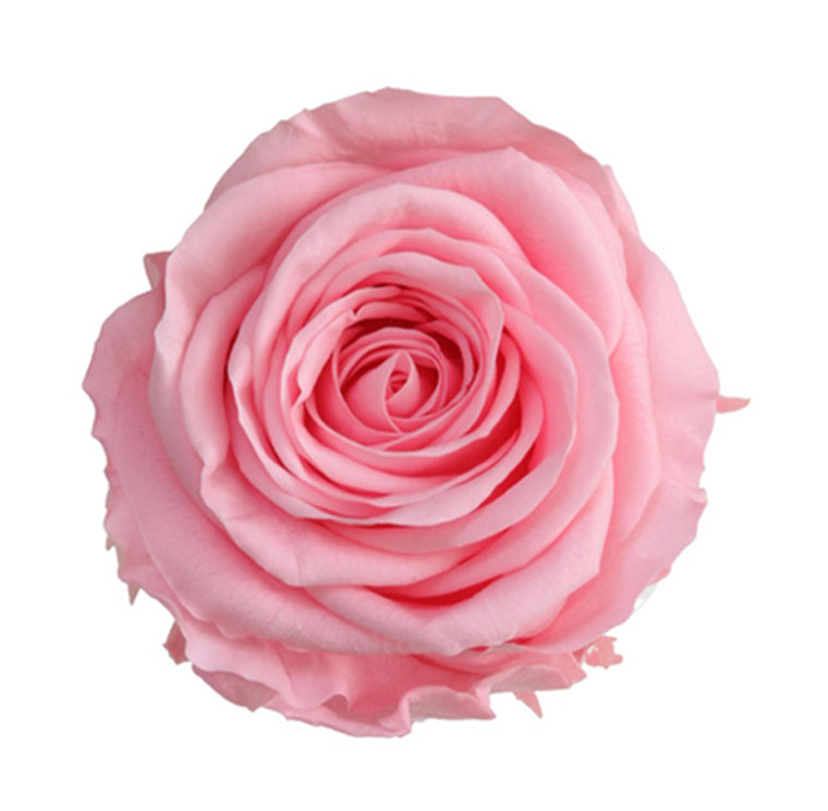 12 Rose Stabilizzate Rosa Mini, 3,5/4,5cm Verdissimo –